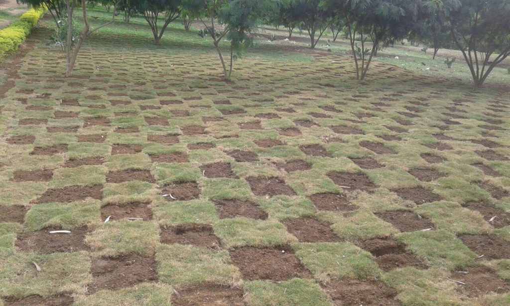 Semillero Prado Japones