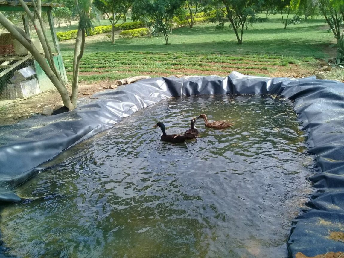 BIODIVERSIDAD EN “EL CARRASCO”