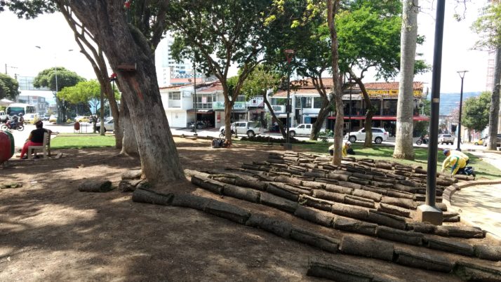 El prado japonés ahora llena de color verde el parque de San Francisco en Bucaramanga