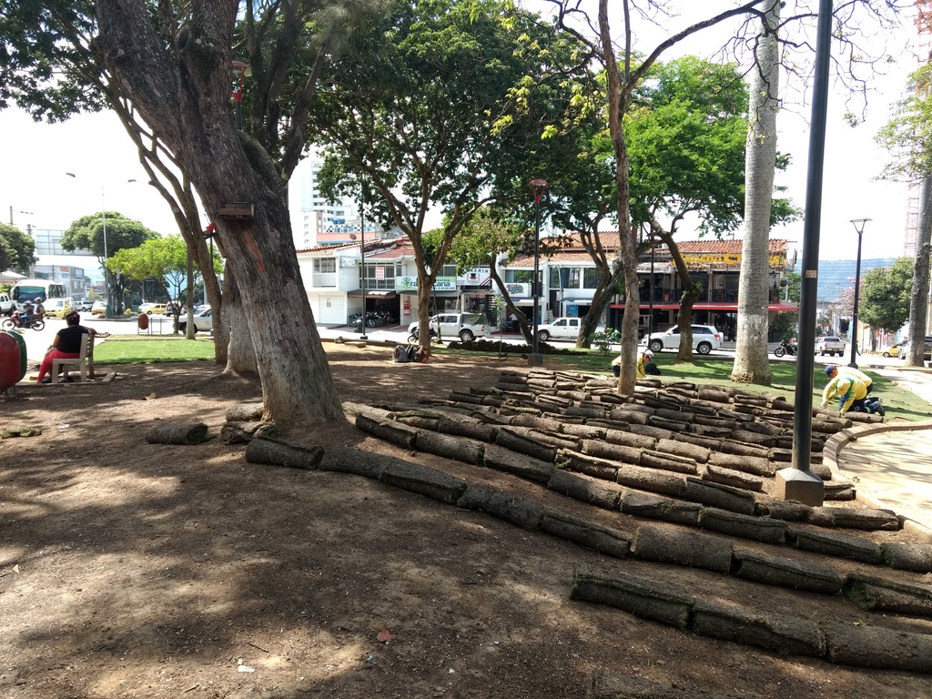 El prado japonés ahora llena de color verde el parque de San Francisco en Bucaramanga