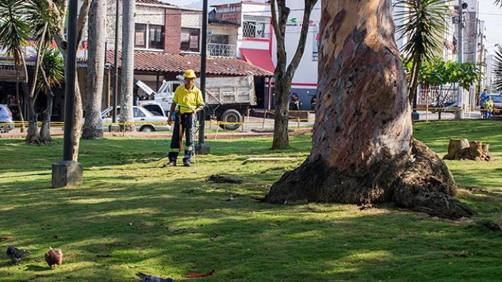 El verde volvió a relucir en los parques de Bucaramanga