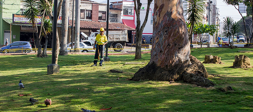 El verde volvió a relucir en los parques de Bucaramanga