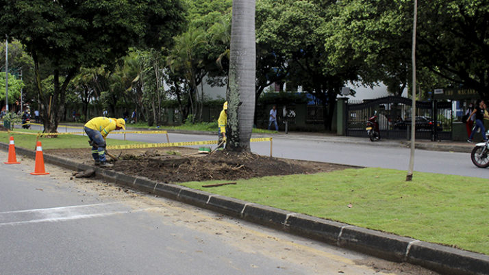 El verde realza la estética de la Ciudadela Real de Minas